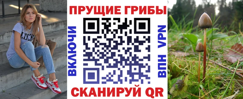 закладка  Бологое  Псилоцибиновые грибы прущие грибы 